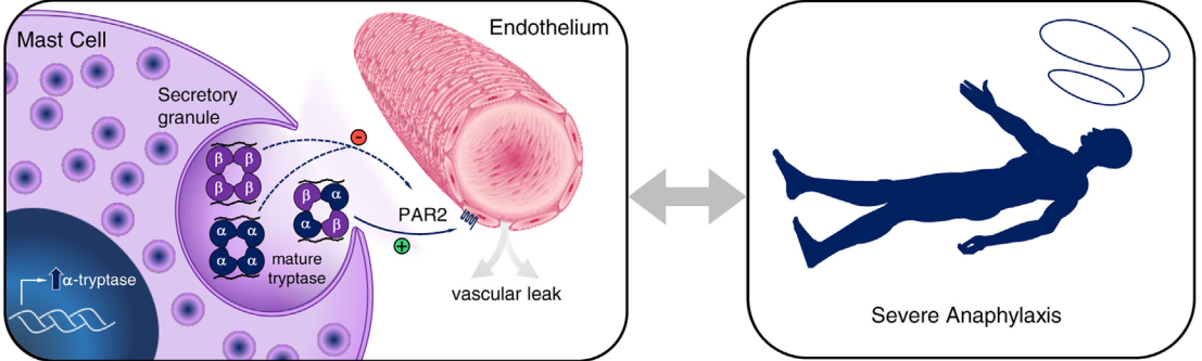 ΤΡΥΠΤΑΣΑΙΜΙΑ